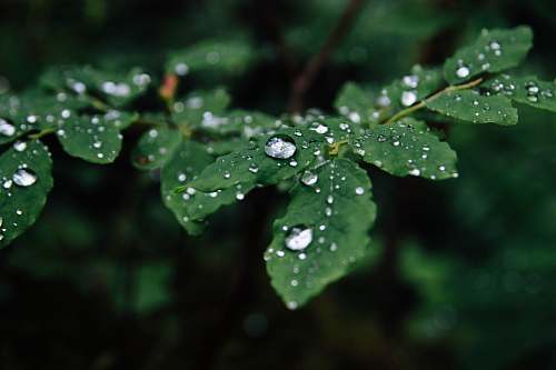 olympic national park selective focus photography of green leaf plant port angeles